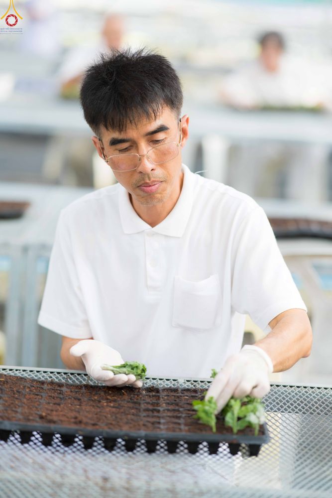 ภาพ No.344038:วันที่ 16 สิงหาคม พ.ศ.2569 การปักชำต้นกล้าเบญจทรัพย์ เพื่อเตรียมดอกไม้บูชาธรรม พระเดชพระคุณหลวงปู่ และโปรยต้อนรับพระธรรมยาตรา ปีที่ 15 ณ โรงเรือนปักชำประตู 8 วัดพระธรรมกาย