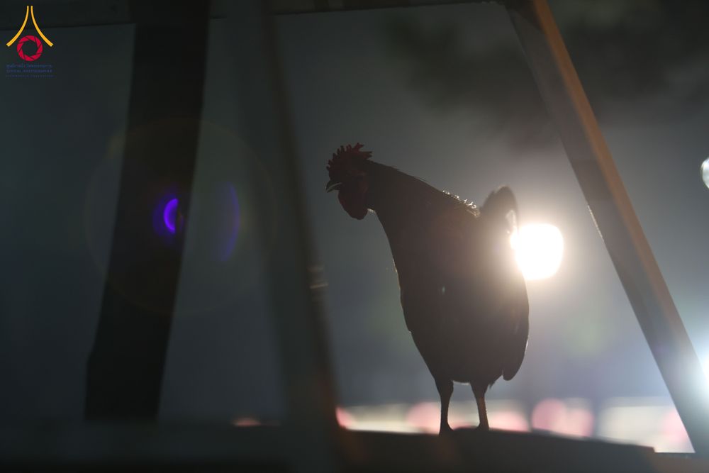 ภาพ No.297995:วันเสาร์ที่ 17 มกราคม พ.ศ. 2569 พิธีบรรพชาอุปสมบท โครงการอุปสมบทหมู่ บูชาธรรมครบ 117 ปี คุณยายอาจารย์มหารัตนอุบาสิกาจันทร์ ขนนกยูง  ณ อุโบสถพระไตรปิฎก วัดพระธรรมกาย