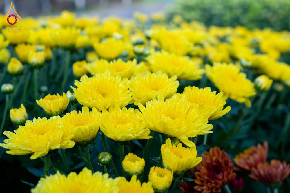 ภาพ No.279405:วันที่ 19-26 ธันวาคม พ.ศ. 2568 และ วันที่ 1 มกราคม พ.ศ.2569 รับบุญปลิดกลีบดอกไม้ เพื่อโปรยต้อนรับพระธรรมยาตรา