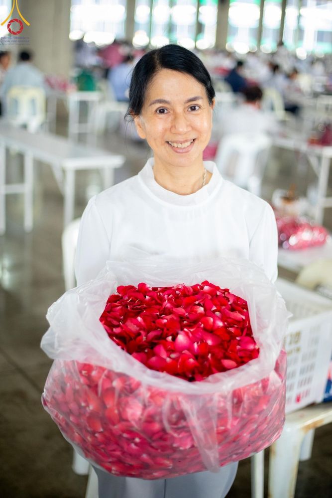 ภาพ No.187252:สาธุชน เจ้าหน้าที่ ร่วมบุญปลิดกลีบดอกไม้ เพื่อโปรยต้อนรับพระธรรมยาตรา ตั้งแต่วันที่ 26 ธันวาคม พ.ศ. 2567 ณ วิหารคด 31 วัดพระธรรมกาย