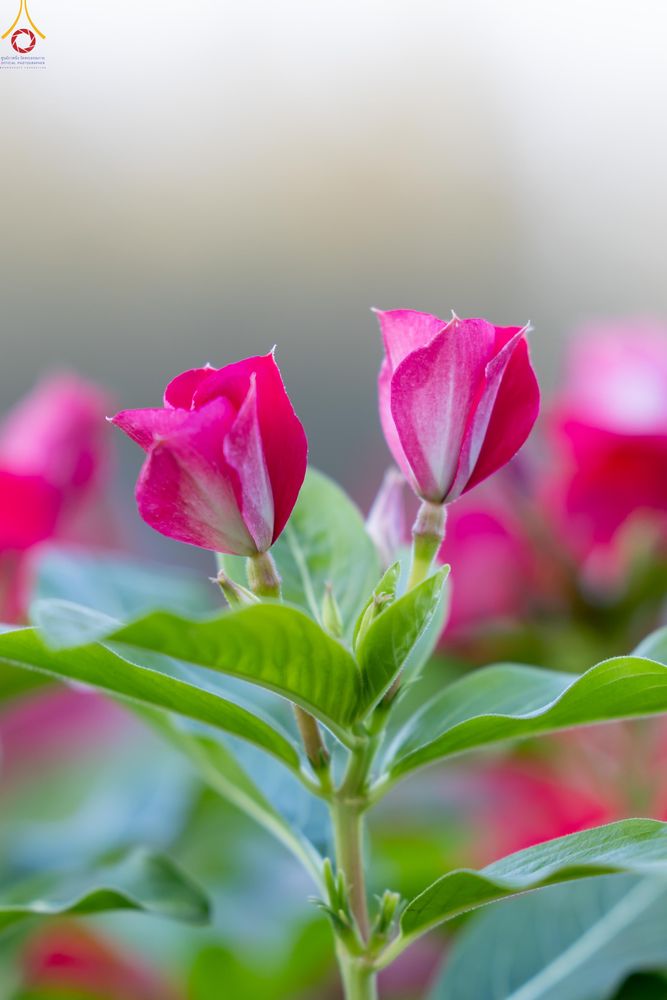 ภาพ No.281027:วันที่ 28 ธันวาคม พ.ศ.2568 กิจกรรมเก็บดอกแพงรวย ณ ทุ่งสวรรค์ตะวันฉาย วัดพระธรรมกาย