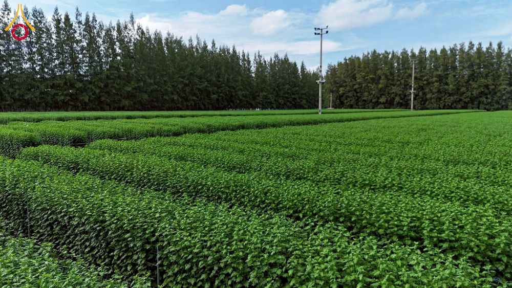 ภาพ No.271958:วันที่ 22 พฤศจิกายน พ.ศ. 2568 ผู้ว่าฯ ปทุมธานี ลงพื้นที่เยี่ยม “อำเภอคลองหลวง” พร้อมชมการเตรียมความพร้อมเทศกาลสวนดอกไม้ปทุมธานี “ทุ่งสวรรค์ ตะวันฉาย” ณ วัดพระธรรมกาย