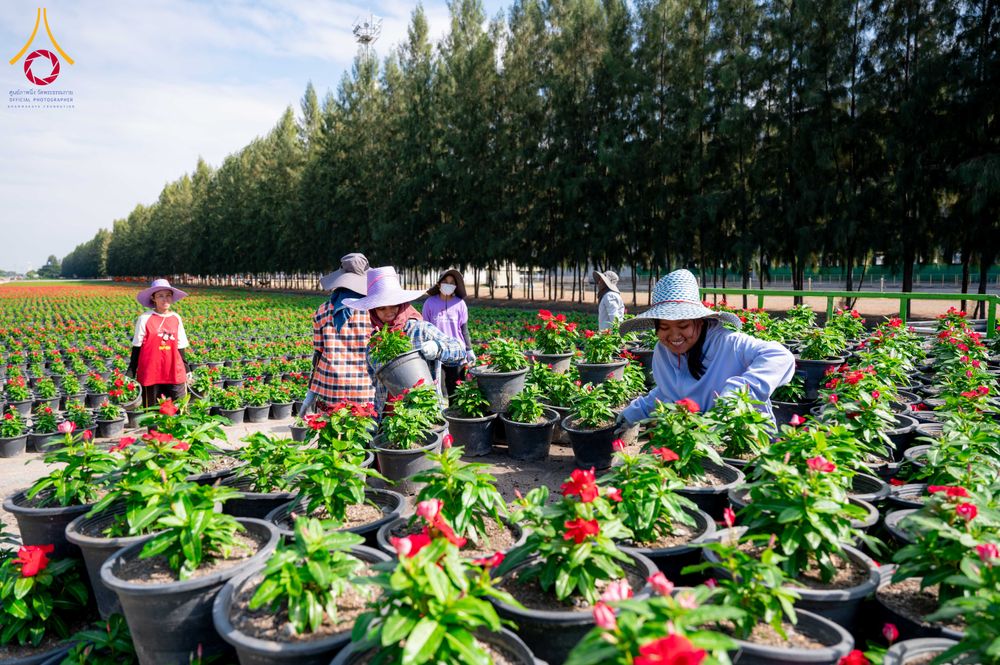 ภาพ No.285319:วันพุธที่ 10 ธันวาคม พ.ศ.2568  การเตรียมความพร้อมในโครงการธรรมยาตรา กตัญญูบูชา มหาปูชนียาจารย์ พระมงคลเทพมุนี(สด จนฺทสโร) พระผู้ปราบมาร อนุสรณ์สถาน 7 แห่ง ปีที่ 14 เก็บดอกเบญจทรัพย์ ณ วัดพระธรรมกาย