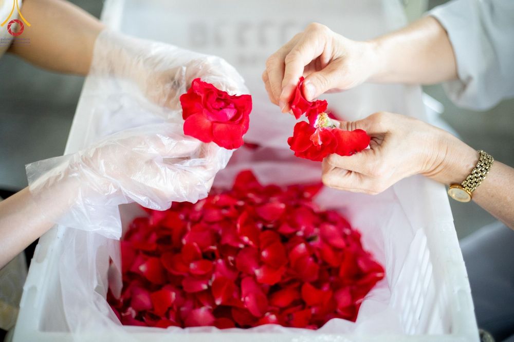 ภาพ No.187260:สาธุชน เจ้าหน้าที่ ร่วมบุญปลิดกลีบดอกไม้ เพื่อโปรยต้อนรับพระธรรมยาตรา ตั้งแต่วันที่ 26 ธันวาคม พ.ศ. 2567 ณ วิหารคด 31 วัดพระธรรมกาย