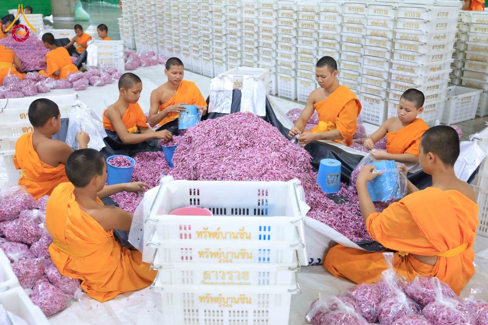 ภาพ No.303245:วันที่ 15-21 มกราคม พ.ศ.2569 ปลิดกลีบดอกเบญจทรัพย์ เพื่อโปรยต้อนรับพระธรรมยาตรา ในโครงการธรรมยาตรา กตัญญูบูชา มหาปูชนียาจารย์ พระมงคลเทพมุนี(สด จนฺทสโร) พระผู้ปราบมาร อนุสรณ์สถาน 7 แห่ง ปีที่ 14 ณ วิหารคด วัดพระธรรมกาย