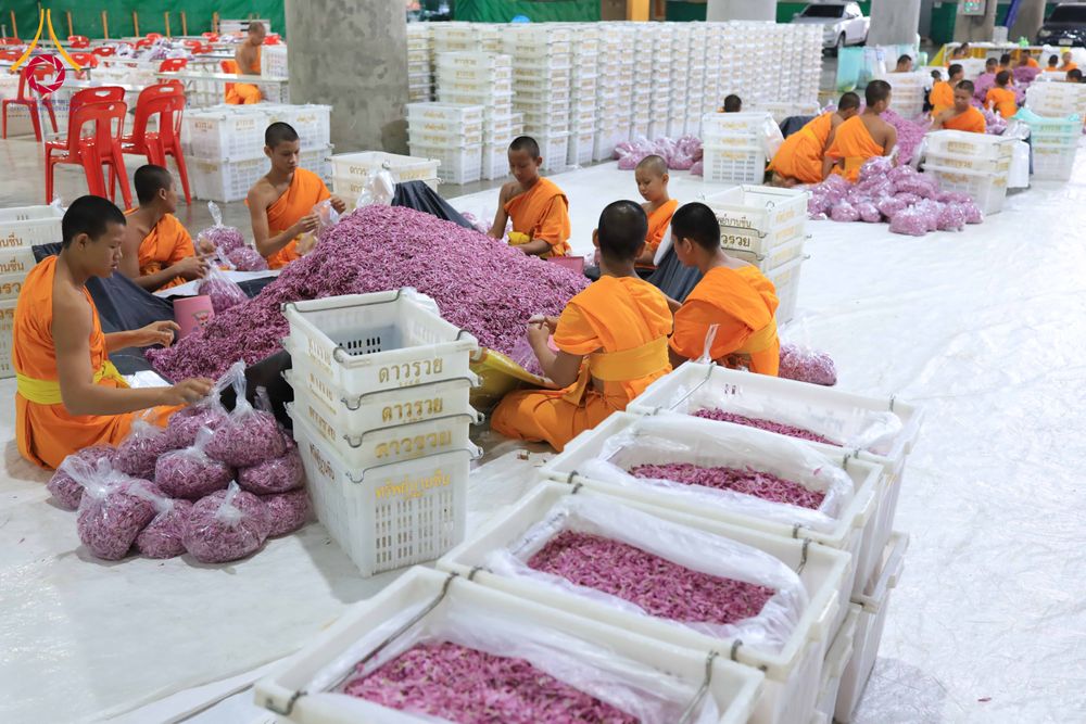 ภาพ No.303243:วันที่ 15-21 มกราคม พ.ศ.2569 ปลิดกลีบดอกเบญจทรัพย์ เพื่อโปรยต้อนรับพระธรรมยาตรา ในโครงการธรรมยาตรา กตัญญูบูชา มหาปูชนียาจารย์ พระมงคลเทพมุนี(สด จนฺทสโร) พระผู้ปราบมาร อนุสรณ์สถาน 7 แห่ง ปีที่ 14 ณ วิหารคด วัดพระธรรมกาย