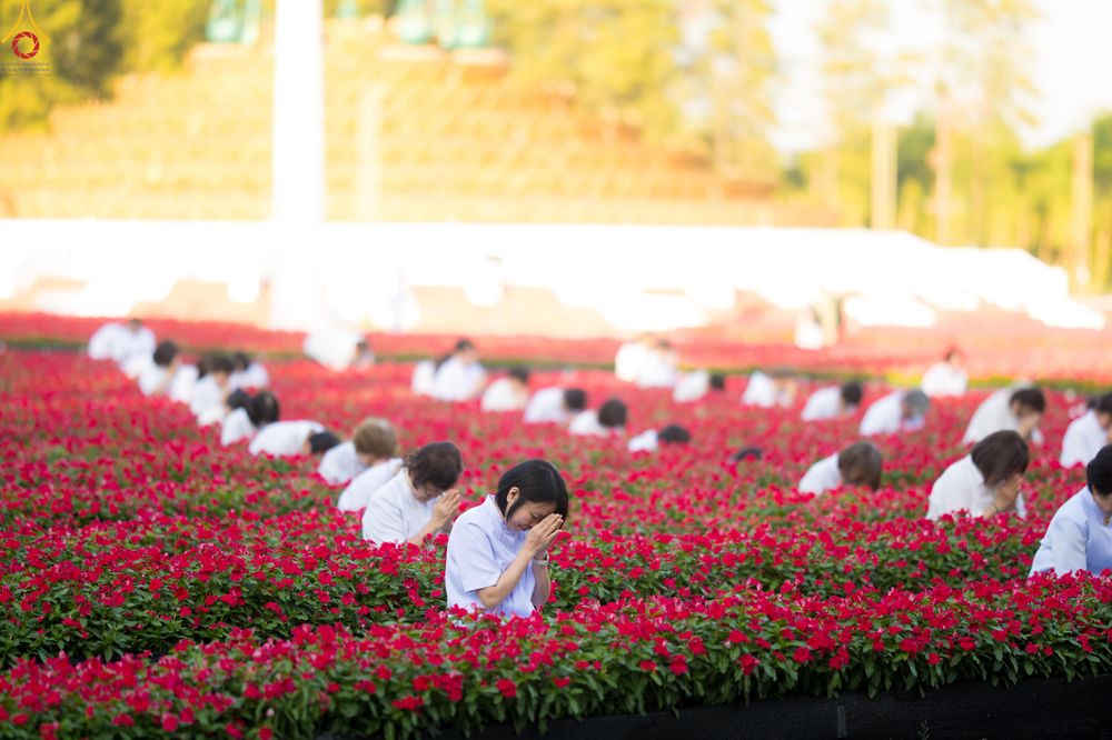 ภาพ No.280906:วันที่ 28 ธันวาคม พ.ศ.2568 กิจกรรมเก็บดอกแพงรวย ณ ทุ่งสวรรค์ตะวันฉาย วัดพระธรรมกาย