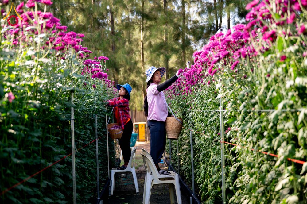 ภาพ No.285377:วันพุธที่ 10 ธันวาคม พ.ศ.2568  การเตรียมความพร้อมในโครงการธรรมยาตรา กตัญญูบูชา มหาปูชนียาจารย์ พระมงคลเทพมุนี(สด จนฺทสโร) พระผู้ปราบมาร อนุสรณ์สถาน 7 แห่ง ปีที่ 14 เก็บดอกเบญจทรัพย์ ณ วัดพระธรรมกาย