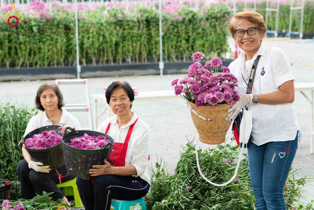 ภาพ No.279416:วันที่ 19-26 ธันวาคม พ.ศ. 2568 และ วันที่ 1 มกราคม พ.ศ.2569 รับบุญปลิดกลีบดอกไม้ เพื่อโปรยต้อนรับพระธรรมยาตรา