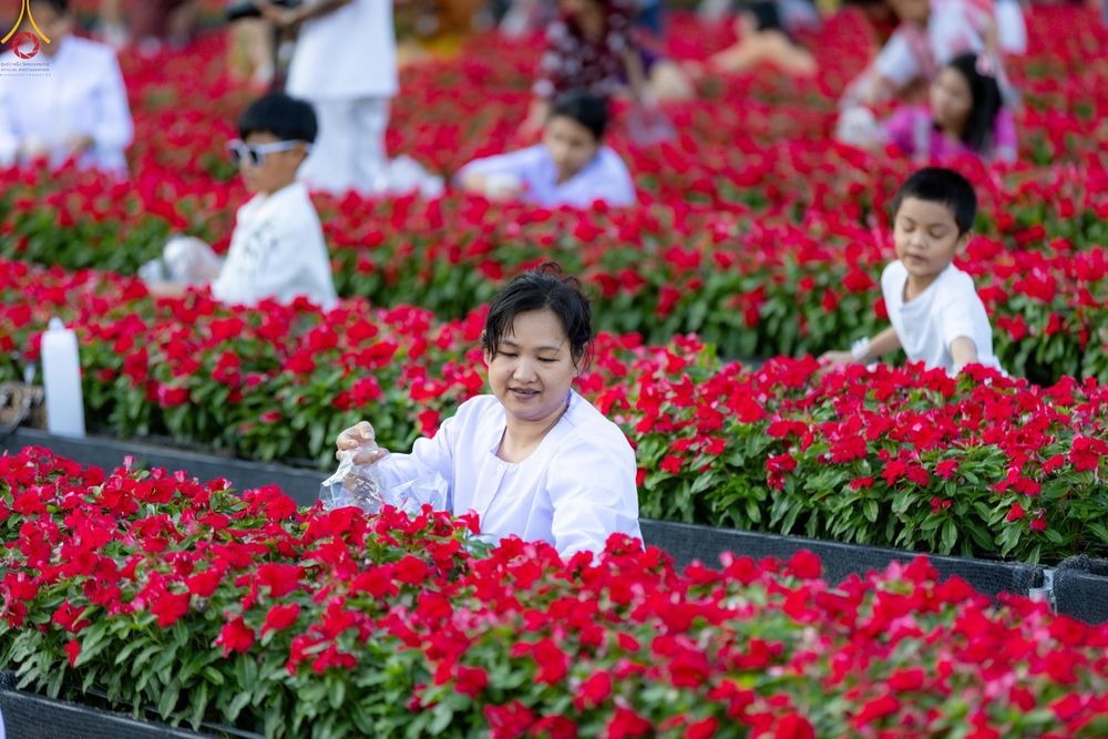 ภาพ No.280993:วันที่ 28 ธันวาคม พ.ศ.2568 กิจกรรมเก็บดอกแพงรวย ณ ทุ่งสวรรค์ตะวันฉาย วัดพระธรรมกาย