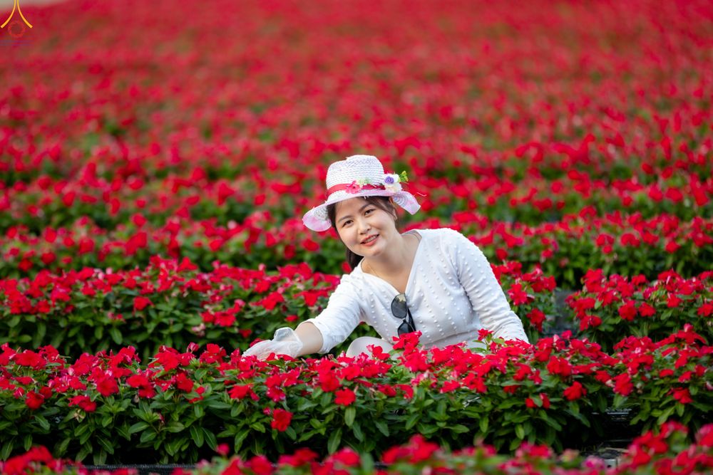 ภาพ No.280996:วันที่ 28 ธันวาคม พ.ศ.2568 กิจกรรมเก็บดอกแพงรวย ณ ทุ่งสวรรค์ตะวันฉาย วัดพระธรรมกาย