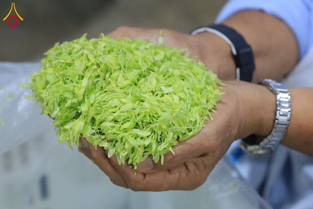 ภาพ No.303314:วันที่ 15-21 มกราคม พ.ศ.2569 ปลิดกลีบดอกเบญจทรัพย์ เพื่อโปรยต้อนรับพระธรรมยาตรา ในโครงการธรรมยาตรา กตัญญูบูชา มหาปูชนียาจารย์ พระมงคลเทพมุนี(สด จนฺทสโร) พระผู้ปราบมาร อนุสรณ์สถาน 7 แห่ง ปีที่ 14 ณ วิหารคด วัดพระธรรมกาย