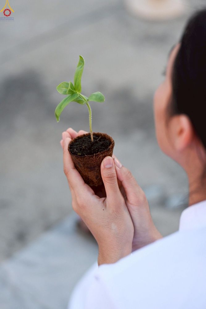 ภาพ No.252991:วันที่ 10 ตุลาคม พ.ศ. 2568 พิธีปลูกต้นทรัพย์บานชื่น ณ ลานธรรม วัดพระธรรมกาย