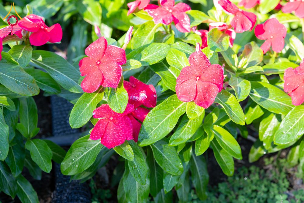 ภาพ No.279400:วันที่ 19-26 ธันวาคม พ.ศ. 2568 และ วันที่ 1 มกราคม พ.ศ.2569 รับบุญปลิดกลีบดอกไม้ เพื่อโปรยต้อนรับพระธรรมยาตรา