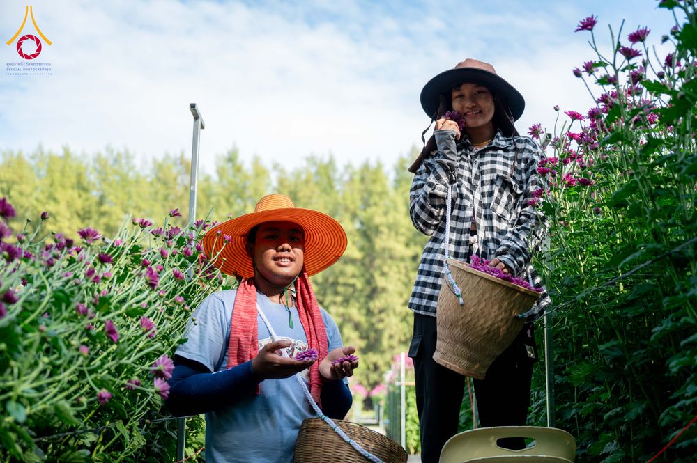 ภาพ No.285328:วันพุธที่ 10 ธันวาคม พ.ศ.2568  การเตรียมความพร้อมในโครงการธรรมยาตรา กตัญญูบูชา มหาปูชนียาจารย์ พระมงคลเทพมุนี(สด จนฺทสโร) พระผู้ปราบมาร อนุสรณ์สถาน 7 แห่ง ปีที่ 14 เก็บดอกเบญจทรัพย์ ณ วัดพระธรรมกาย