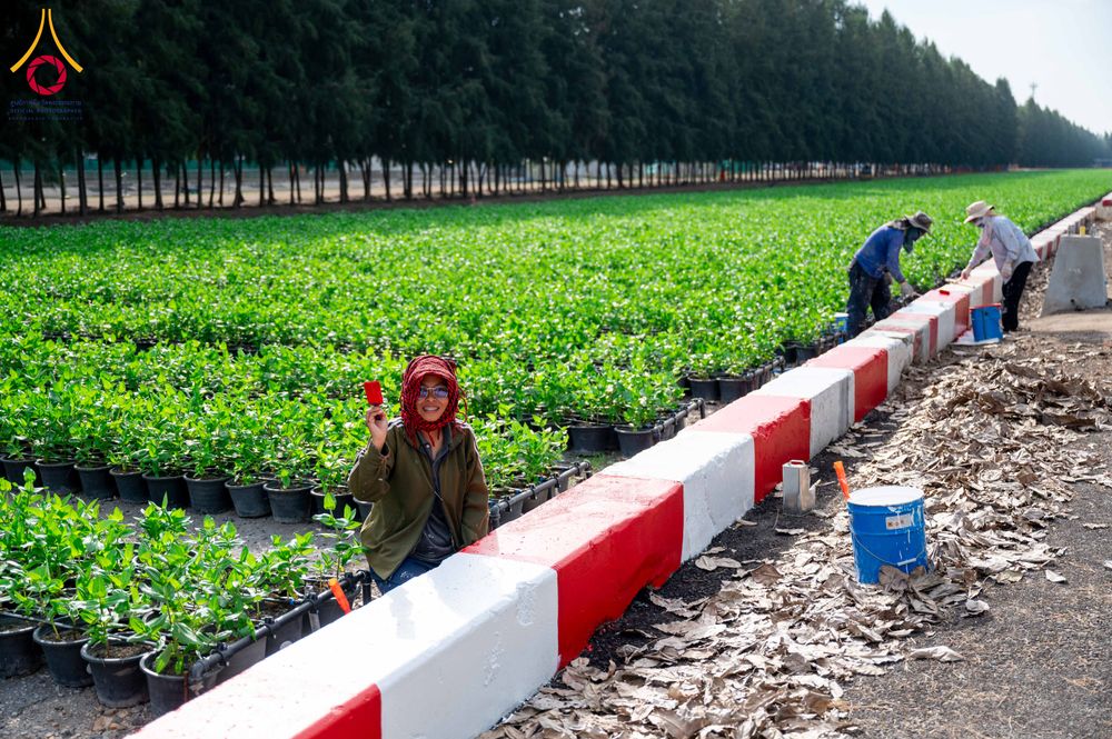 ภาพ No.285355:วันพุธที่ 10 ธันวาคม พ.ศ.2568  การเตรียมความพร้อมในโครงการธรรมยาตรา กตัญญูบูชา มหาปูชนียาจารย์ พระมงคลเทพมุนี(สด จนฺทสโร) พระผู้ปราบมาร อนุสรณ์สถาน 7 แห่ง ปีที่ 14 เก็บดอกเบญจทรัพย์ ณ วัดพระธรรมกาย