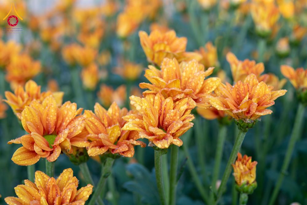 ภาพ No.279506:วันที่ 19-26 ธันวาคม พ.ศ. 2568 และ วันที่ 1 มกราคม พ.ศ.2569 รับบุญปลิดกลีบดอกไม้ เพื่อโปรยต้อนรับพระธรรมยาตรา