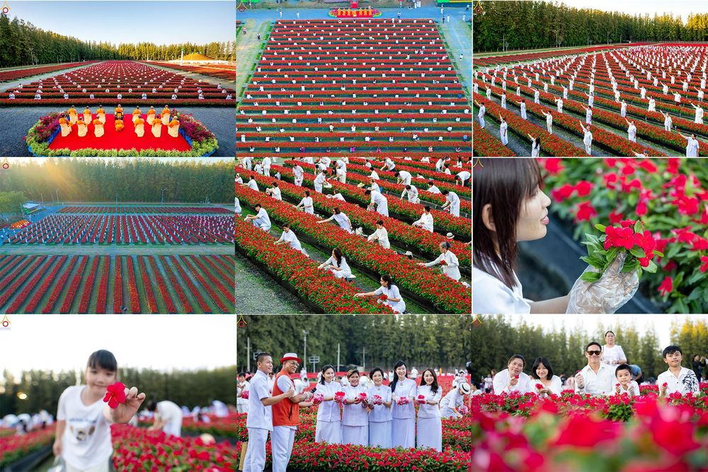 ภาพ No.280885:วันที่ 28 ธันวาคม พ.ศ.2568 กิจกรรมเก็บดอกแพงรวย ณ ทุ่งสวรรค์ตะวันฉาย วัดพระธรรมกาย