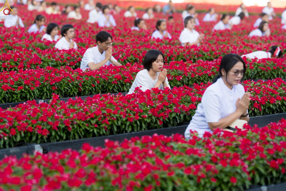 ภาพ No.280907:วันที่ 28 ธันวาคม พ.ศ.2568 กิจกรรมเก็บดอกแพงรวย ณ ทุ่งสวรรค์ตะวันฉาย วัดพระธรรมกาย