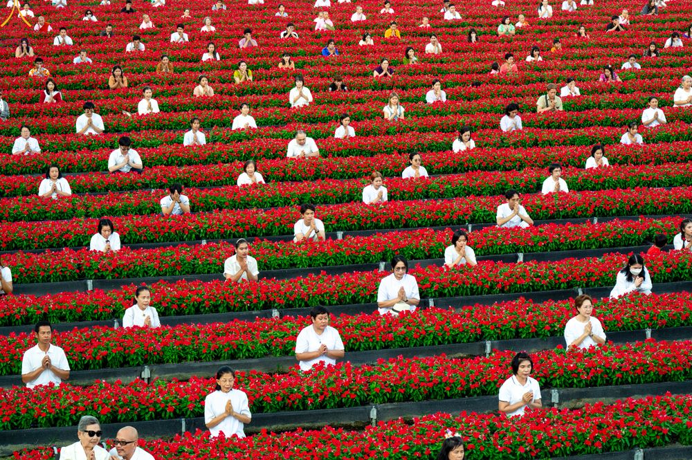 ภาพ No.280897:วันที่ 28 ธันวาคม พ.ศ.2568 กิจกรรมเก็บดอกแพงรวย ณ ทุ่งสวรรค์ตะวันฉาย วัดพระธรรมกาย