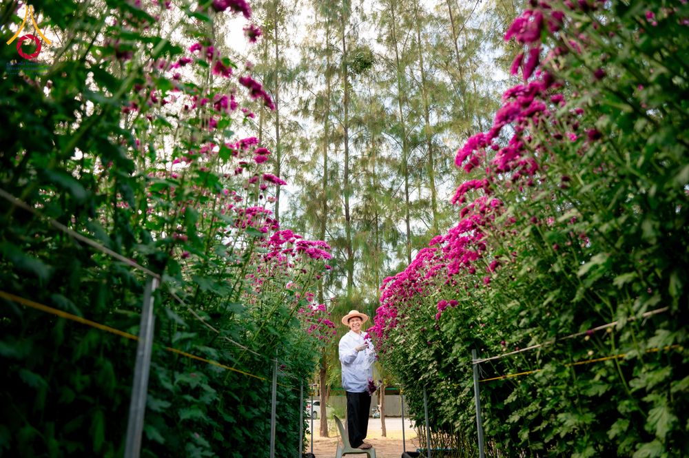 ภาพ No.285342:วันพุธที่ 10 ธันวาคม พ.ศ.2568  การเตรียมความพร้อมในโครงการธรรมยาตรา กตัญญูบูชา มหาปูชนียาจารย์ พระมงคลเทพมุนี(สด จนฺทสโร) พระผู้ปราบมาร อนุสรณ์สถาน 7 แห่ง ปีที่ 14 เก็บดอกเบญจทรัพย์ ณ วัดพระธรรมกาย