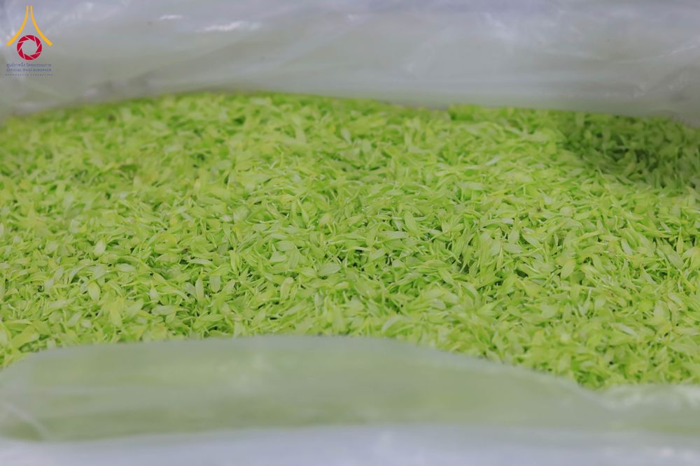 ภาพ No.303295:วันที่ 15-21 มกราคม พ.ศ.2569 ปลิดกลีบดอกเบญจทรัพย์ เพื่อโปรยต้อนรับพระธรรมยาตรา ในโครงการธรรมยาตรา กตัญญูบูชา มหาปูชนียาจารย์ พระมงคลเทพมุนี(สด จนฺทสโร) พระผู้ปราบมาร อนุสรณ์สถาน 7 แห่ง ปีที่ 14 ณ วิหารคด วัดพระธรรมกาย