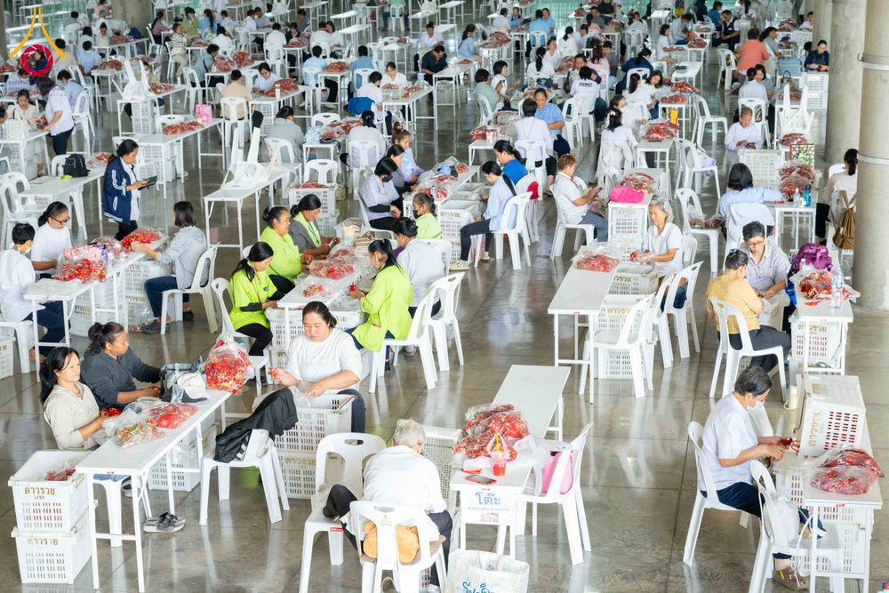 ภาพ No.279468:วันที่ 19-26 ธันวาคม พ.ศ. 2568 และ วันที่ 1 มกราคม พ.ศ.2569 รับบุญปลิดกลีบดอกไม้ เพื่อโปรยต้อนรับพระธรรมยาตรา