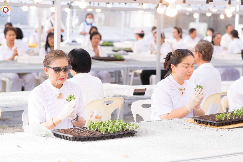 ภาพ No.343891:วันที่ 16 สิงหาคม พ.ศ.2569 การปักชำต้นกล้าเบญจทรัพย์ เพื่อเตรียมดอกไม้บูชาธรรม พระเดชพระคุณหลวงปู่ และโปรยต้อนรับพระธรรมยาตรา ปีที่ 15 ณ โรงเรือนปักชำประตู 8 วัดพระธรรมกาย