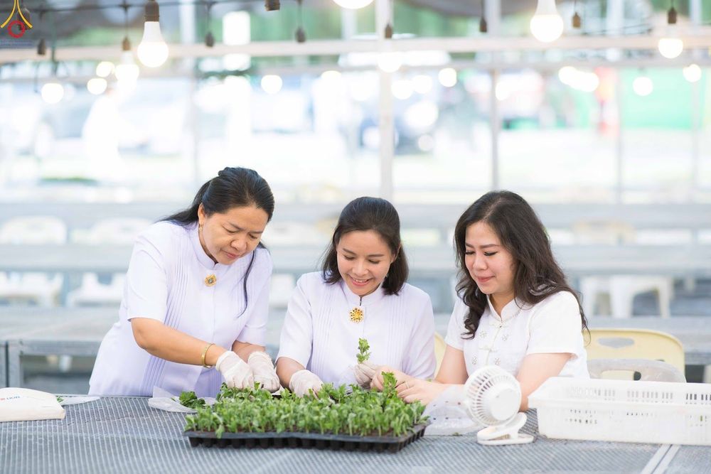ภาพ No.343982:วันที่ 16 สิงหาคม พ.ศ.2569 การปักชำต้นกล้าเบญจทรัพย์ เพื่อเตรียมดอกไม้บูชาธรรม พระเดชพระคุณหลวงปู่ และโปรยต้อนรับพระธรรมยาตรา ปีที่ 15 ณ โรงเรือนปักชำประตู 8 วัดพระธรรมกาย