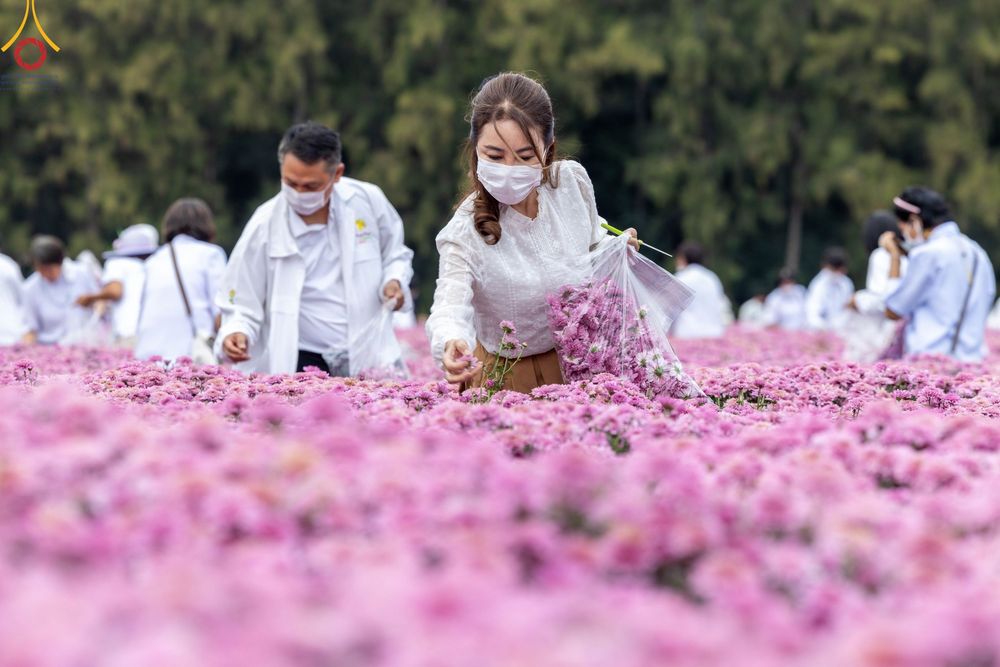 ภาพ No.104065:สาธุชนร่วมรับบุญเก็บดอกเบญจทรัพย์ ในวันอาทิตย์ที่ 24 ธันวาคม พ.ศ. 2566 ณ ทุ่งสวรรค์ตะวันฉาย บริเวณวัดพระธรรมกาย จ.ปทุมธานี