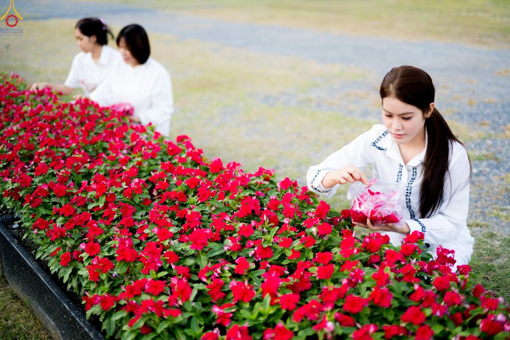 ภาพ No.281010:วันที่ 28 ธันวาคม พ.ศ.2568 กิจกรรมเก็บดอกแพงรวย ณ ทุ่งสวรรค์ตะวันฉาย วัดพระธรรมกาย