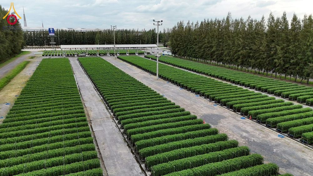 ภาพ No.271957:วันที่ 22 พฤศจิกายน พ.ศ. 2568 ผู้ว่าฯ ปทุมธานี ลงพื้นที่เยี่ยม “อำเภอคลองหลวง” พร้อมชมการเตรียมความพร้อมเทศกาลสวนดอกไม้ปทุมธานี “ทุ่งสวรรค์ ตะวันฉาย” ณ วัดพระธรรมกาย