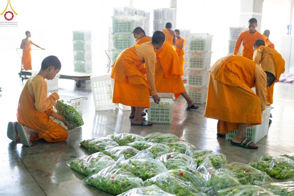 ภาพ No.187237:สาธุชน เจ้าหน้าที่ ร่วมบุญปลิดกลีบดอกไม้ เพื่อโปรยต้อนรับพระธรรมยาตรา ตั้งแต่วันที่ 26 ธันวาคม พ.ศ. 2567 ณ วิหารคด 31 วัดพระธรรมกาย