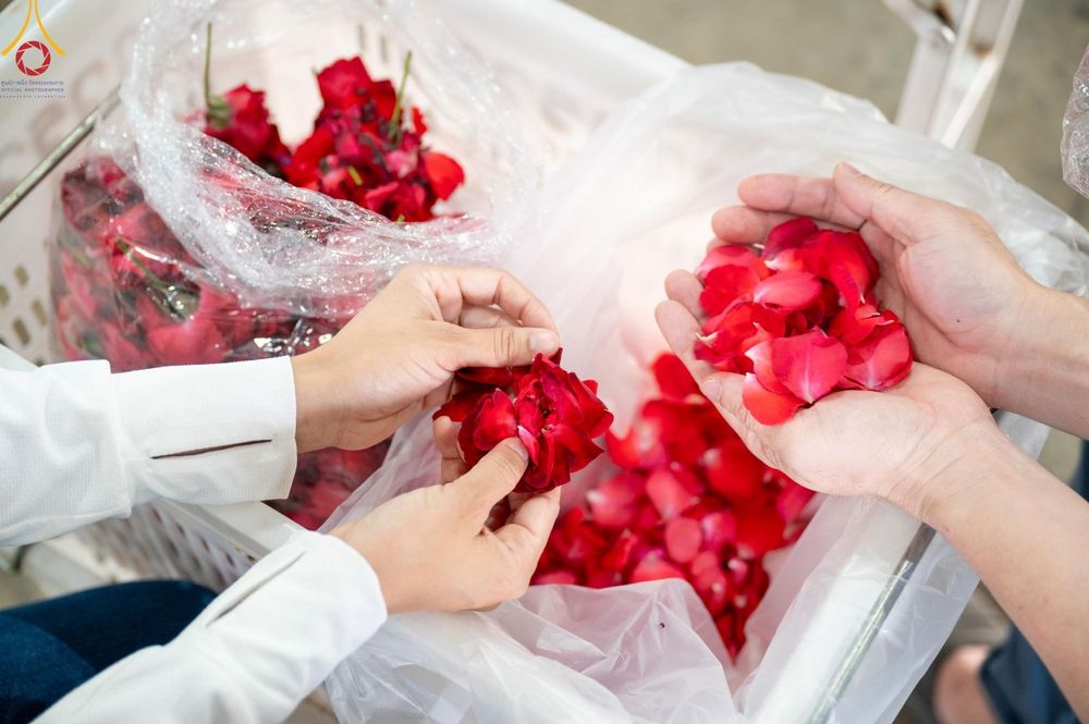 ภาพ No.187262:สาธุชน เจ้าหน้าที่ ร่วมบุญปลิดกลีบดอกไม้ เพื่อโปรยต้อนรับพระธรรมยาตรา ตั้งแต่วันที่ 26 ธันวาคม พ.ศ. 2567 ณ วิหารคด 31 วัดพระธรรมกาย
