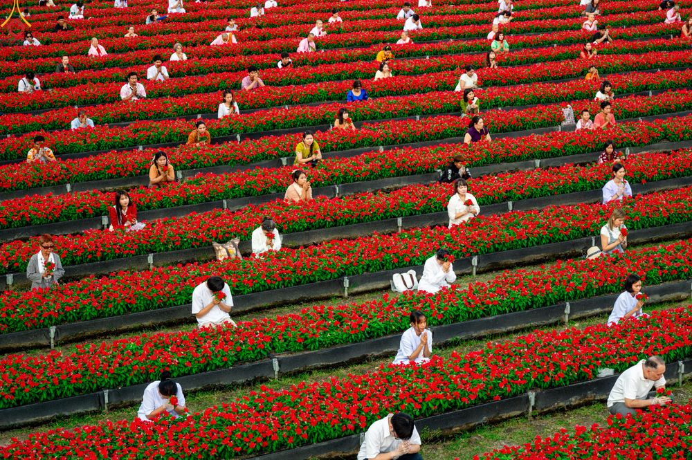 ภาพ No.280899:วันที่ 28 ธันวาคม พ.ศ.2568 กิจกรรมเก็บดอกแพงรวย ณ ทุ่งสวรรค์ตะวันฉาย วัดพระธรรมกาย