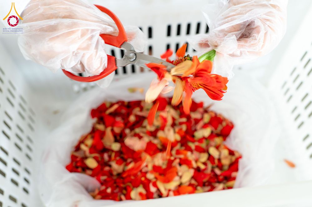 ภาพ No.279481:วันที่ 19-26 ธันวาคม พ.ศ. 2568 และ วันที่ 1 มกราคม พ.ศ.2569 รับบุญปลิดกลีบดอกไม้ เพื่อโปรยต้อนรับพระธรรมยาตรา