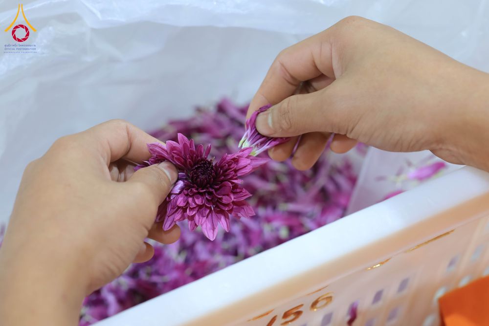 ภาพ No.303234:วันที่ 15-21 มกราคม พ.ศ.2569 ปลิดกลีบดอกเบญจทรัพย์ เพื่อโปรยต้อนรับพระธรรมยาตรา ในโครงการธรรมยาตรา กตัญญูบูชา มหาปูชนียาจารย์ พระมงคลเทพมุนี(สด จนฺทสโร) พระผู้ปราบมาร อนุสรณ์สถาน 7 แห่ง ปีที่ 14 ณ วิหารคด วัดพระธรรมกาย