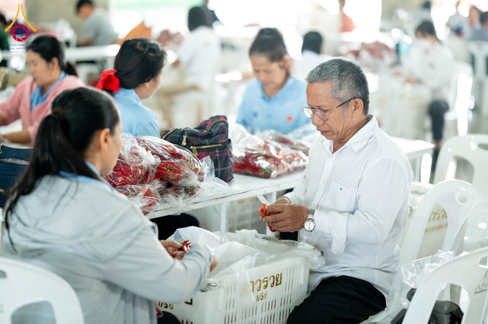 ภาพ No.279464:วันที่ 19-26 ธันวาคม พ.ศ. 2568 และ วันที่ 1 มกราคม พ.ศ.2569 รับบุญปลิดกลีบดอกไม้ เพื่อโปรยต้อนรับพระธรรมยาตรา