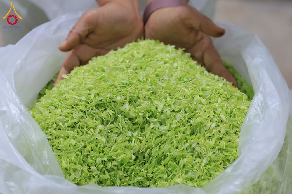 ภาพ No.303322:วันที่ 15-21 มกราคม พ.ศ.2569 ปลิดกลีบดอกเบญจทรัพย์ เพื่อโปรยต้อนรับพระธรรมยาตรา ในโครงการธรรมยาตรา กตัญญูบูชา มหาปูชนียาจารย์ พระมงคลเทพมุนี(สด จนฺทสโร) พระผู้ปราบมาร อนุสรณ์สถาน 7 แห่ง ปีที่ 14 ณ วิหารคด วัดพระธรรมกาย