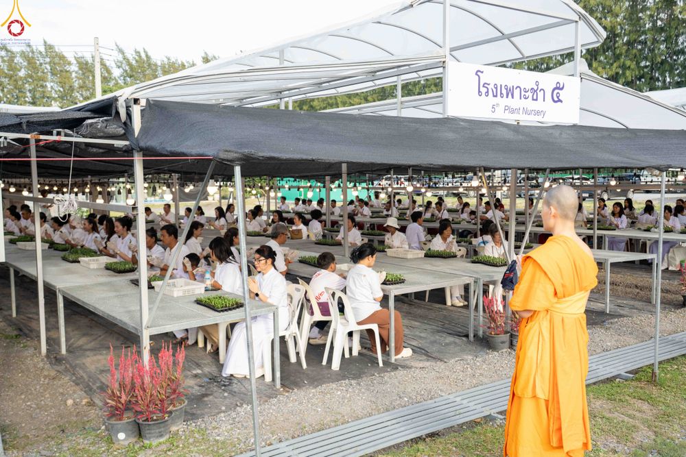ภาพ No.343885:วันที่ 16 สิงหาคม พ.ศ.2569 การปักชำต้นกล้าเบญจทรัพย์ เพื่อเตรียมดอกไม้บูชาธรรม พระเดชพระคุณหลวงปู่ และโปรยต้อนรับพระธรรมยาตรา ปีที่ 15 ณ โรงเรือนปักชำประตู 8 วัดพระธรรมกาย