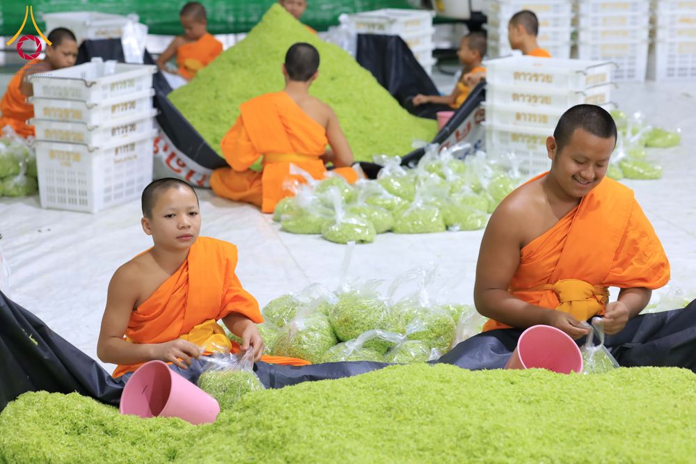 ภาพ No.303252:วันที่ 15-21 มกราคม พ.ศ.2569 ปลิดกลีบดอกเบญจทรัพย์ เพื่อโปรยต้อนรับพระธรรมยาตรา ในโครงการธรรมยาตรา กตัญญูบูชา มหาปูชนียาจารย์ พระมงคลเทพมุนี(สด จนฺทสโร) พระผู้ปราบมาร อนุสรณ์สถาน 7 แห่ง ปีที่ 14 ณ วิหารคด วัดพระธรรมกาย