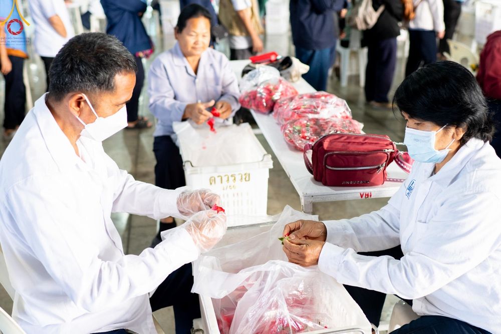 ภาพ No.187272:สาธุชน เจ้าหน้าที่ ร่วมบุญปลิดกลีบดอกไม้ เพื่อโปรยต้อนรับพระธรรมยาตรา ตั้งแต่วันที่ 26 ธันวาคม พ.ศ. 2567 ณ วิหารคด 31 วัดพระธรรมกาย