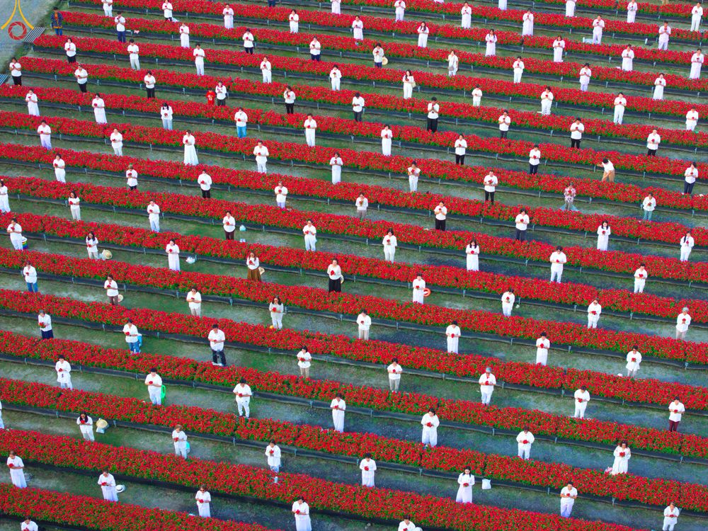 ภาพ No.280946:วันที่ 28 ธันวาคม พ.ศ.2568 กิจกรรมเก็บดอกแพงรวย ณ ทุ่งสวรรค์ตะวันฉาย วัดพระธรรมกาย