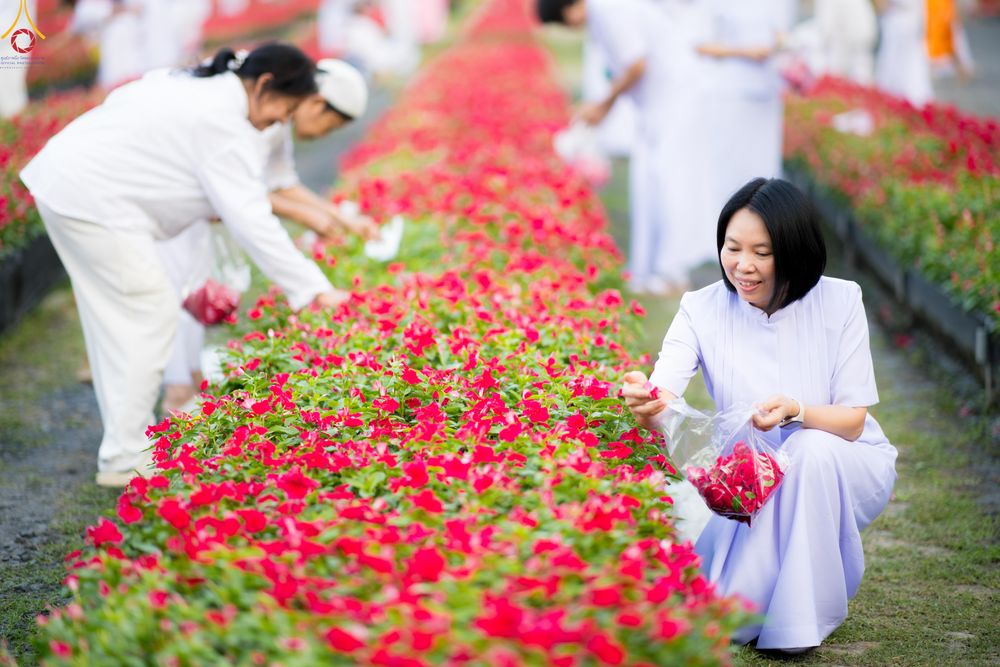 ภาพ No.281011:วันที่ 28 ธันวาคม พ.ศ.2568 กิจกรรมเก็บดอกแพงรวย ณ ทุ่งสวรรค์ตะวันฉาย วัดพระธรรมกาย