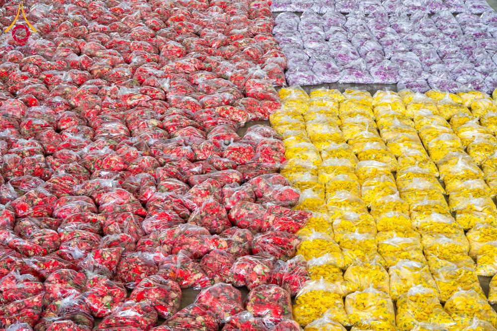 ภาพ No.279452:วันที่ 19-26 ธันวาคม พ.ศ. 2568 และ วันที่ 1 มกราคม พ.ศ.2569 รับบุญปลิดกลีบดอกไม้ เพื่อโปรยต้อนรับพระธรรมยาตรา