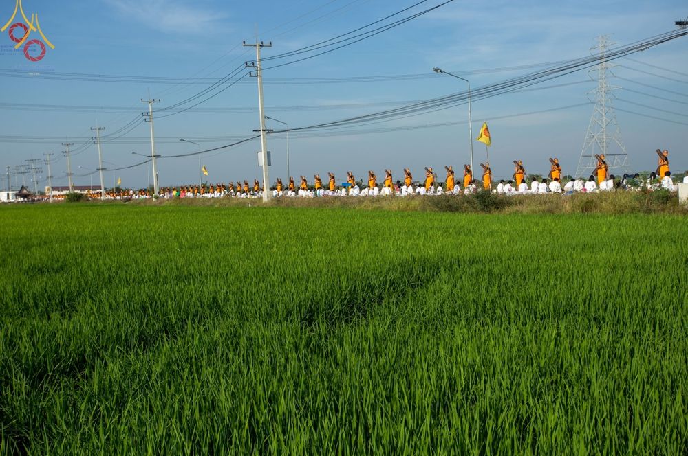 คณะพระภิกษุสงฆ์เดินธุดงค์เรียงแถวผ่านทุ่งนาสีเขียวขจีในโครงการธรรมยาตรา