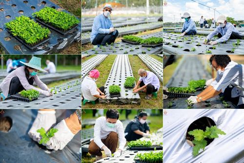 ประมวลภาพสาธุชนรับบุญปลูกต้นกล้า "เบญจทรัพย์" ณ แปลงปลูกปทุมเจดีย์ วัดพระธรรมกาย