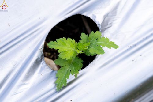 ภาพ No.49838:ประมวลภาพสาธุชนรับบุญปลูกต้นกล้า "เบญจทรัพย์" ณ แปลงปลูกปทุมเจดีย์ วัดพระธรรมกาย