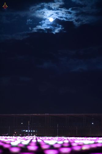 ภาพ No.38694:พิธีจุดประทีปถวายเป็นพุทธบูชา และพิธีลอยกระทงธรรม เนื่องในวันลอยกระทง ณ วัดพระธรรมกาย