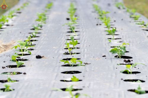 ภาพ No.49834:ประมวลภาพสาธุชนรับบุญปลูกต้นกล้า "เบญจทรัพย์" ณ แปลงปลูกปทุมเจดีย์ วัดพระธรรมกาย